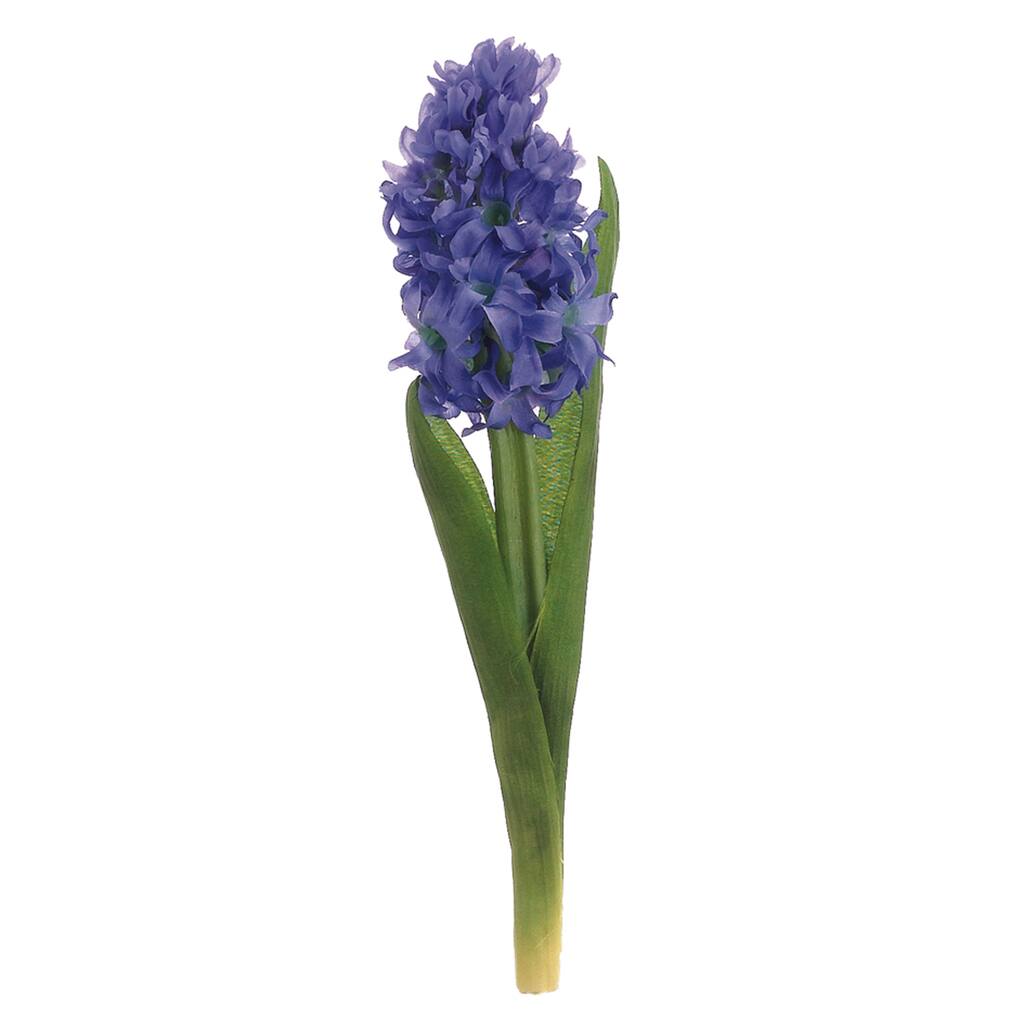 11 5 Hyacinth Stem Helio